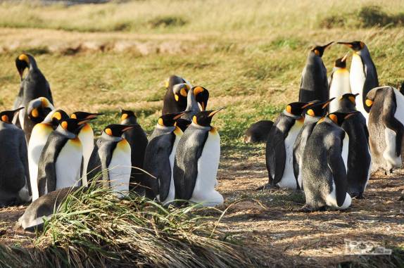 Fim de tarde em pinguinera na Terra do Fogo, no sul do Chile